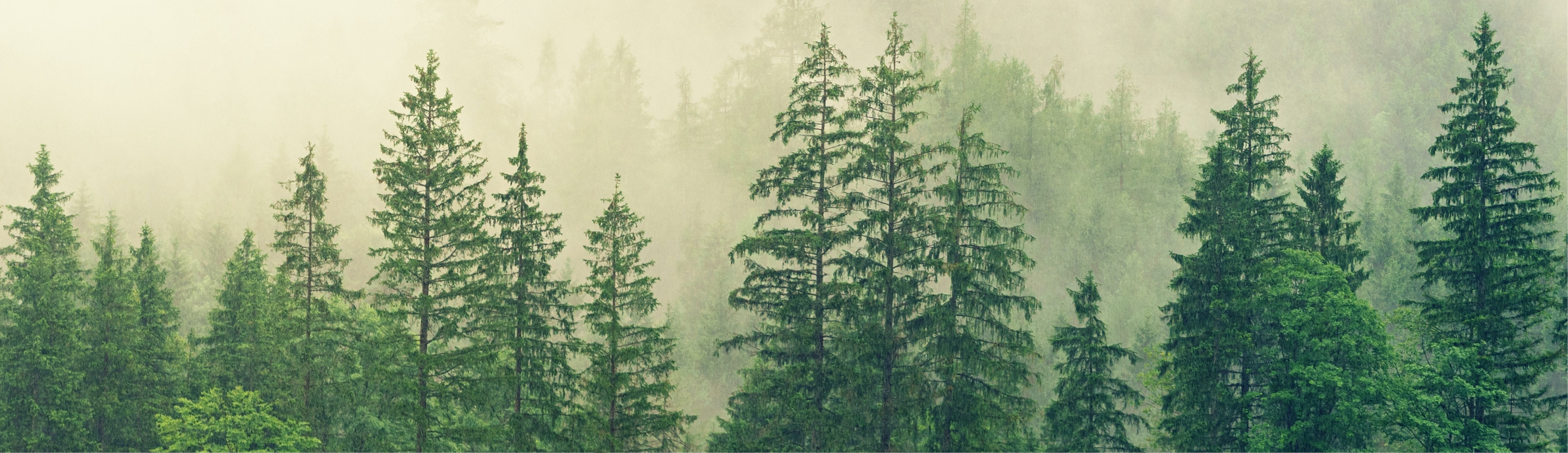 Ecosost header